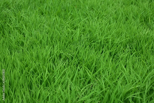 a stretch of green grass in a park