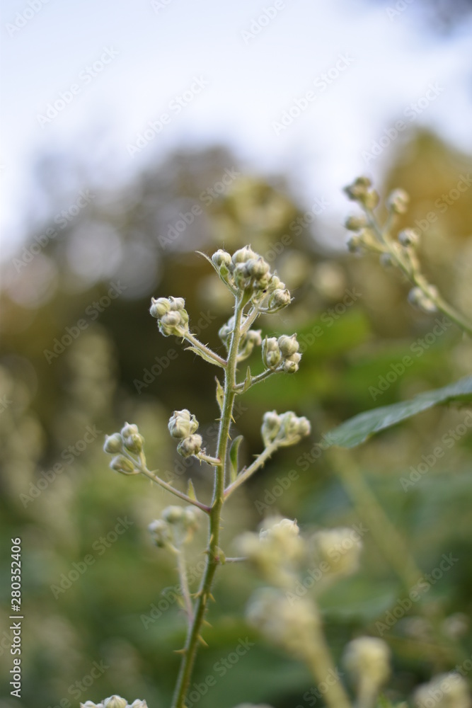 Blütenknospen einer Brombeere Blütenknospen einer Brombeere