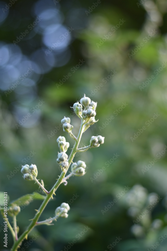 Blütenknospen einer Brombeere Blütenknospen einer Brombeere