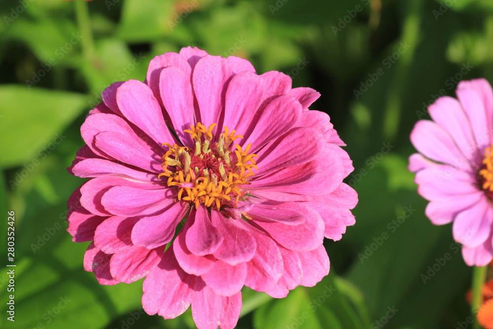 pink flower pink flower