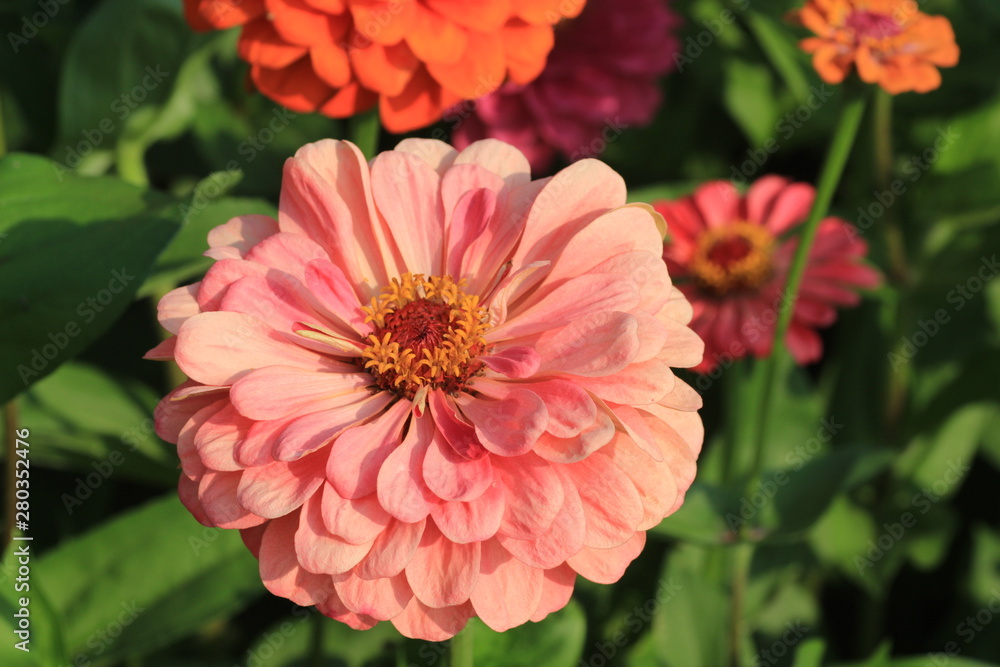 red flower in the garden