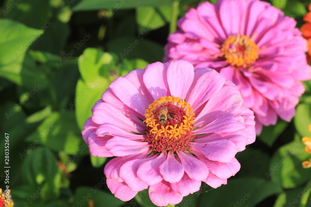 Obraz premium pink flower