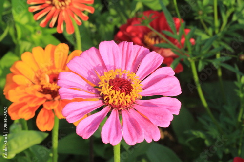 red flower in the garden