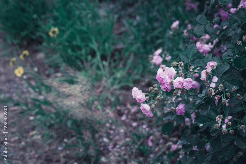 Rose flower, seven sister flower close-up, blooming outdoors in spring after the rain,Rosa multiflora Thunb. var. carnea Thory Rose flower, seven sister flower close-up, blooming outdoors in spring after the rain,Rosa multiflora Thunb. var. carnea Thory