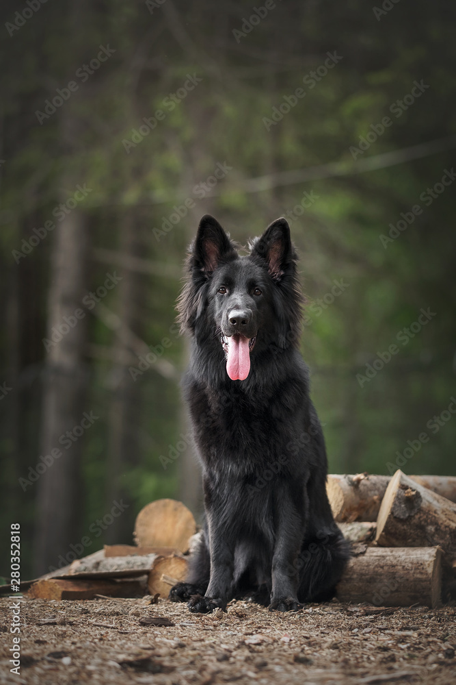 Longhaired german shepherd in nature landscapes