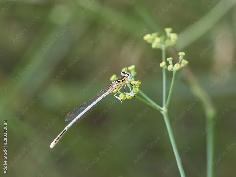 Damselfly White Featherleg (Platycnemis latipes Rambur, 1842) in a bush near Xativa, Spain Damselfly White Featherleg (Platycnemis latipes Rambur, 1842) in a bush near Xativa, Spain