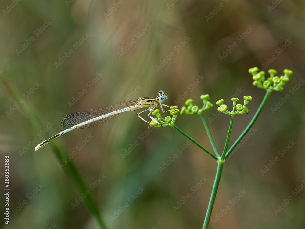 Damselfly White Featherleg (Platycnemis latipes Rambur, 1842) in a bush near Xativa, Spain Damselfly White Featherleg (Platycnemis latipes Rambur, 1842) in a bush near Xativa, Spain