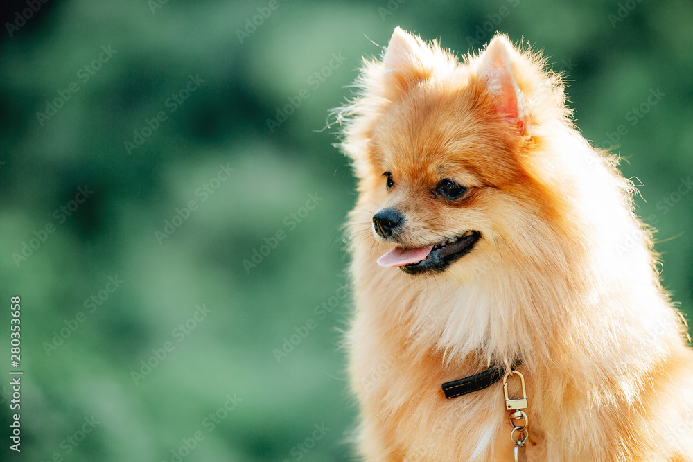 Pomeranian dog on a walk. Dog outdoor. Beautiful dog Pomeranian dog on a walk. Dog outdoor. Beautiful dog