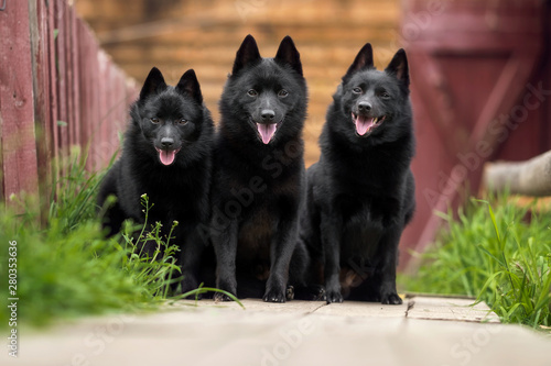 Cute schipperke in beautiful landscapes 