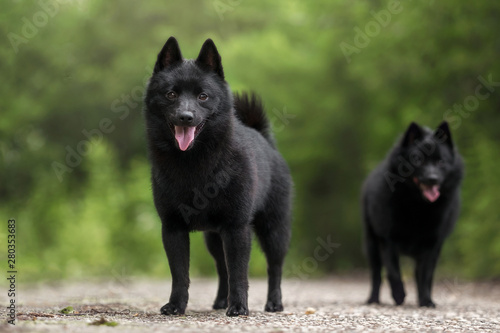 Cute schipperke in beautiful landscapes 