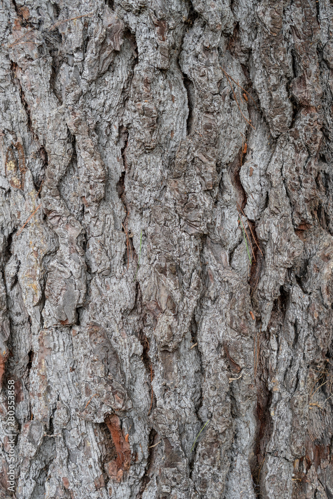 Bark of conifer tree close-up Bark of conifer tree close-up