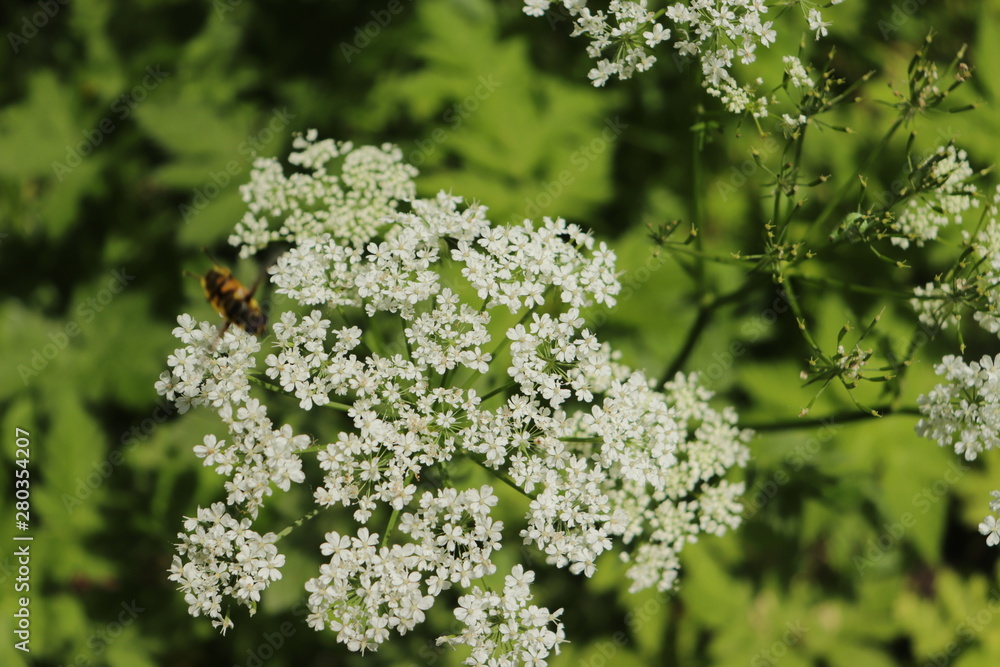 Wildblumen Wildblumen