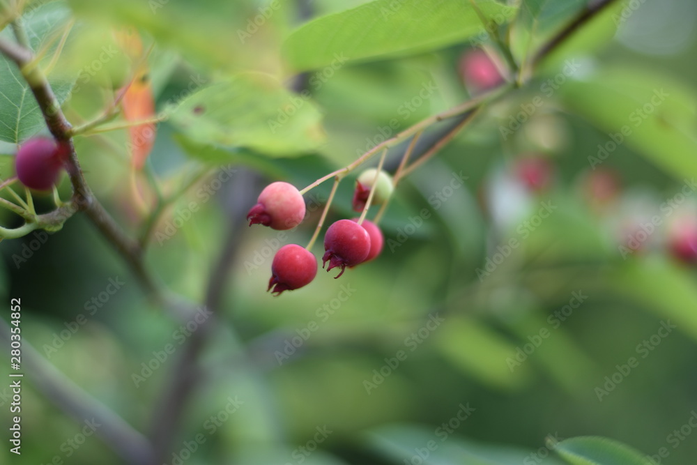 Unreife Beeren einer Felsenbirne (Amelanchier) Unreife Beeren einer Felsenbirne (Amelanchier)