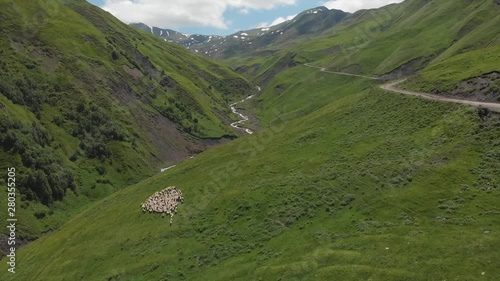 Aerial view of sheep flock traveling on a greenery alpine meadow at the Bear Cross Pass. Herd of sheeps in Khevsureti, mountains of Georgia. Aerial Video photo