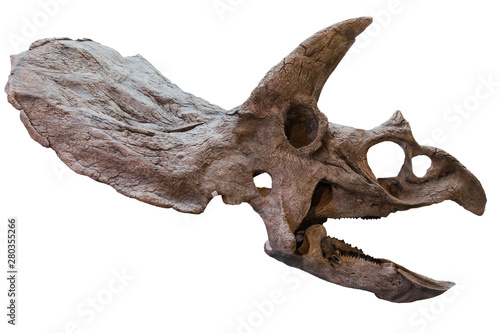 Extincted triceratops  skull isolated on white background. Fossil of cretaceous period