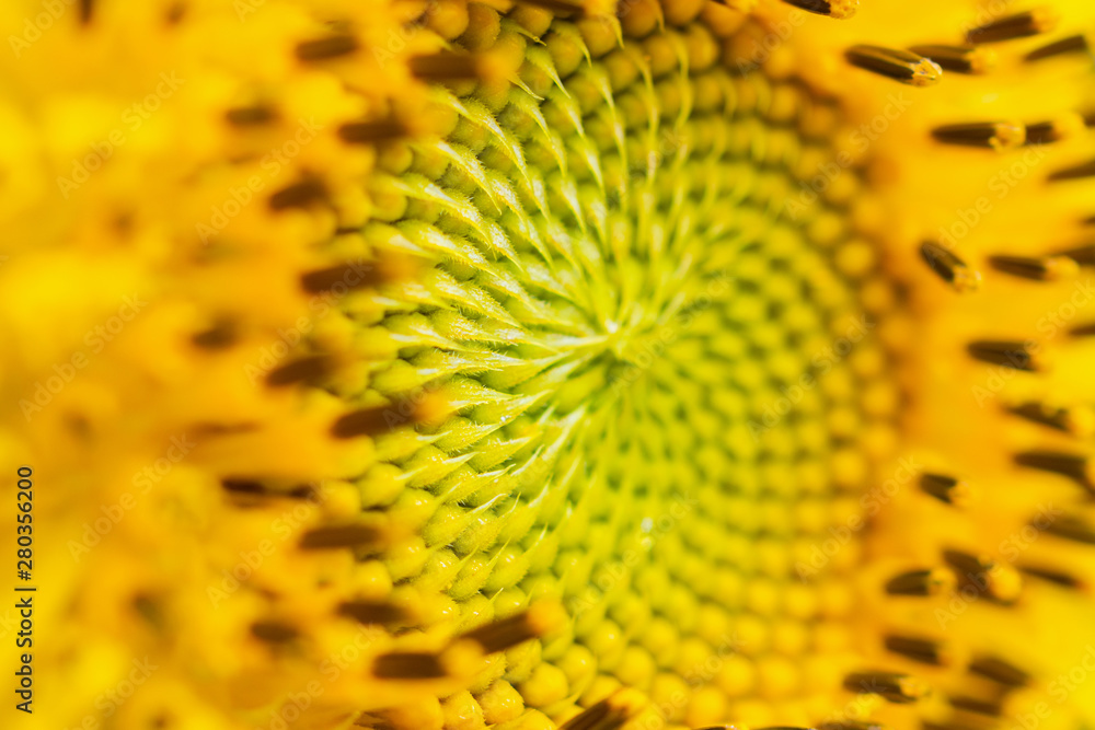 Beautiful sunflower closeup in the garden Beautiful sunflower closeup in the garden