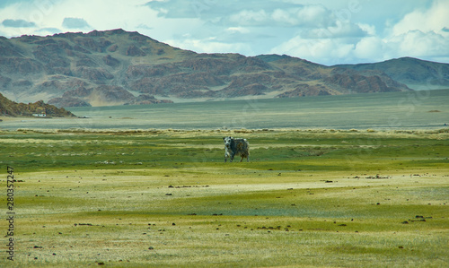 Natural landscape of grazing yak , Mongolia. photo