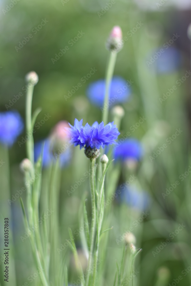Kornblumen (Centaurea cyanus) Kornblumen (Centaurea cyanus)