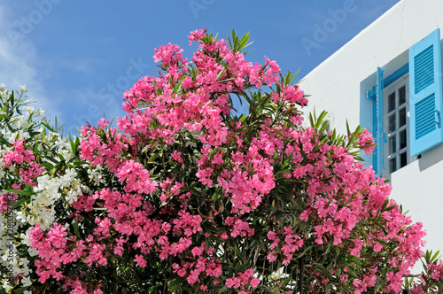 pink oleander