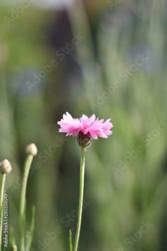 Kornblumen  Centaurea cyanus 