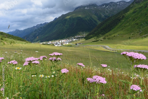 Gemeine Schafgarbe in Galtür-Tirol photo