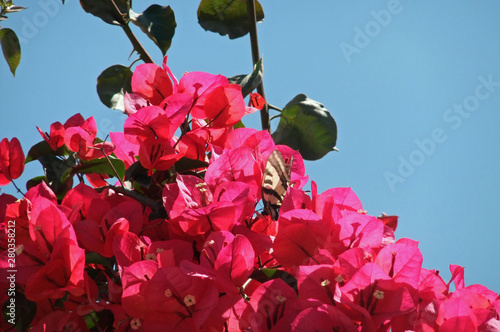 bougainvillea rot photo