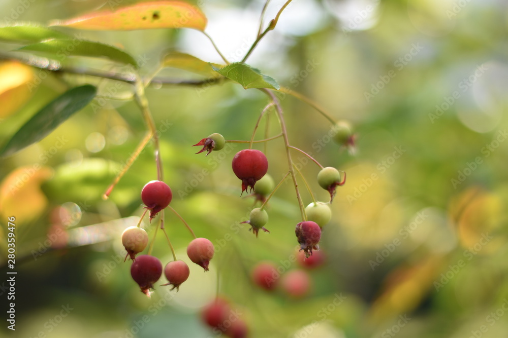 Unreife Beeren einer Felsenbirne (Amelanchier) Unreife Beeren einer Felsenbirne (Amelanchier)