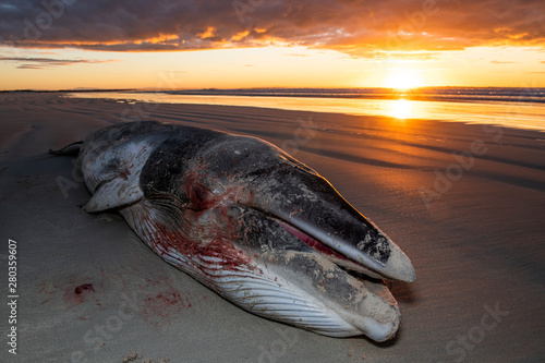 Stranded Dwarf Minke Whale photo