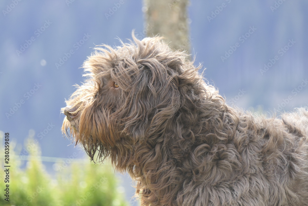 dog head portrait on a windy day