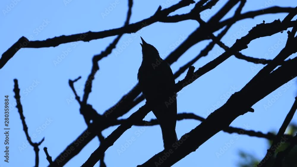 the nightingale sings in the evening on a branch of a tree the nightingale sings in the evening on a branch of a tree