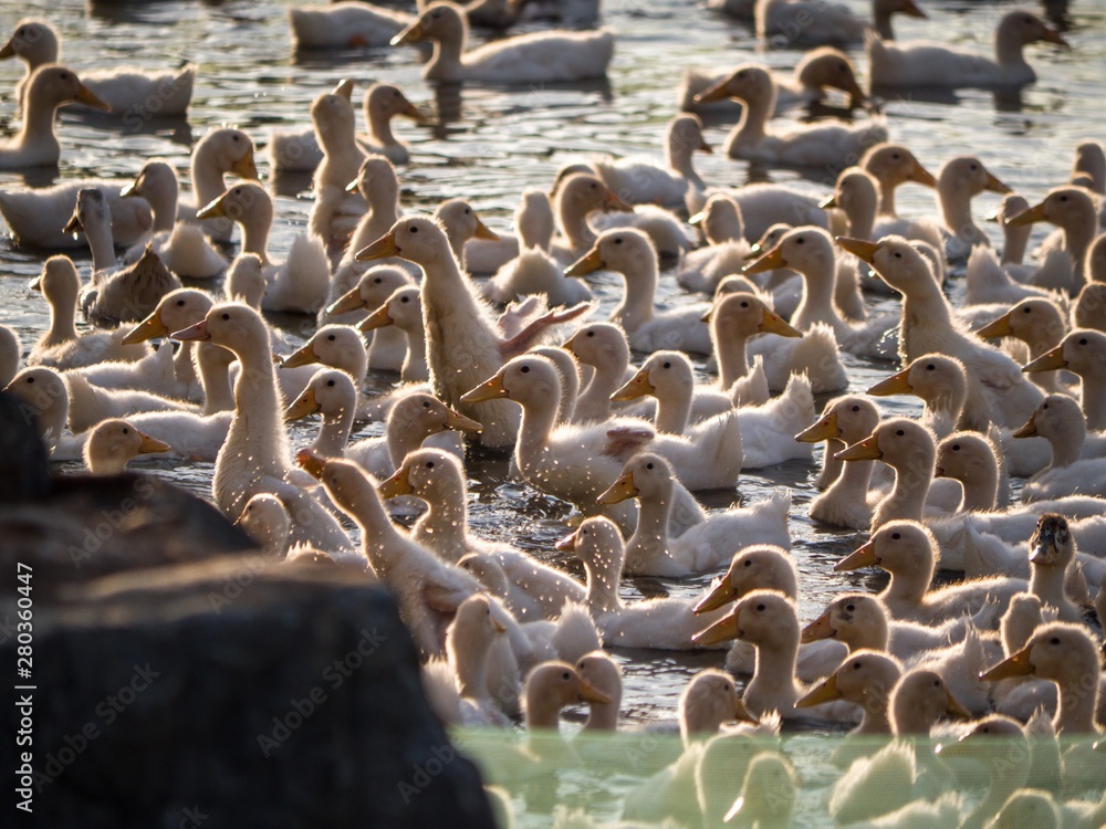 Challans, élevage de canards - -1Clic