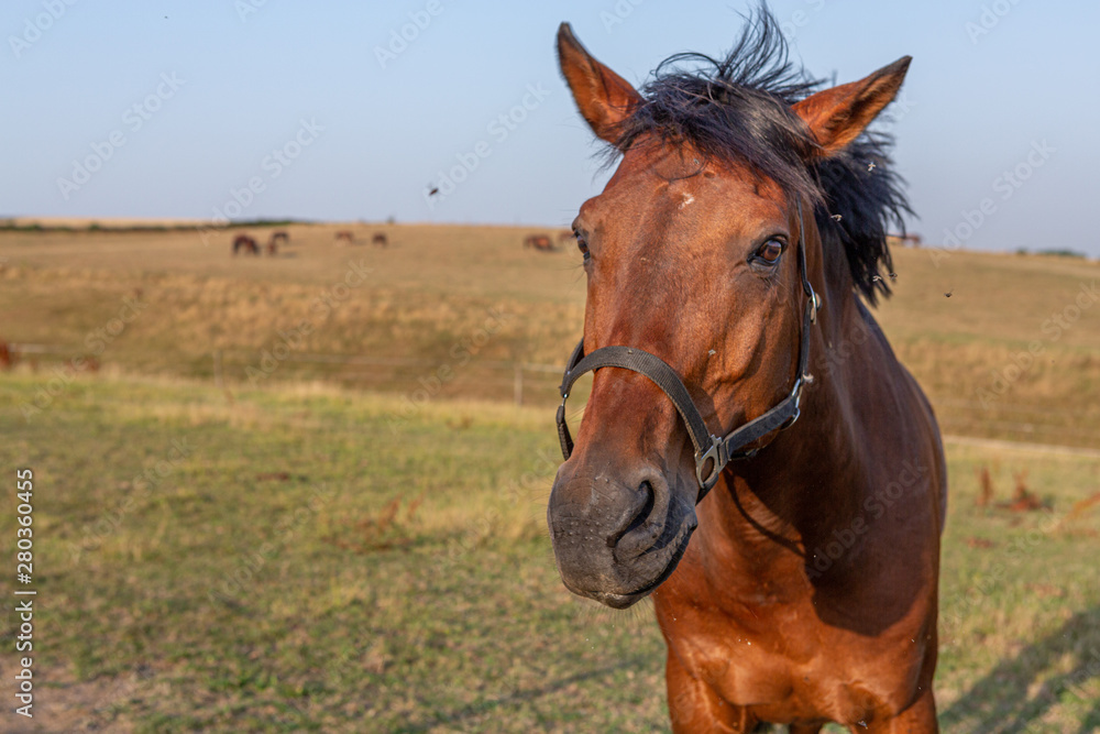 Pferd steht auf Koppel vor Hügellandschaft Pferd steht auf Koppel vor Hügellandschaft