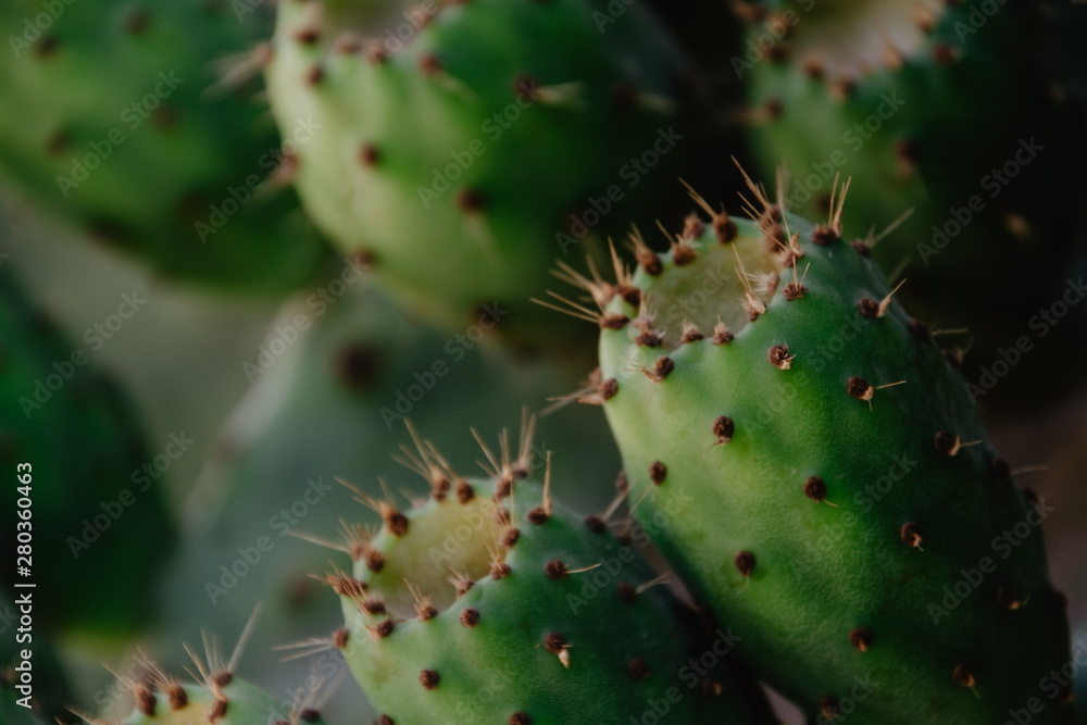 Close-Up Of Prickly Pear Fruits Close-Up Of Prickly Pear Fruits