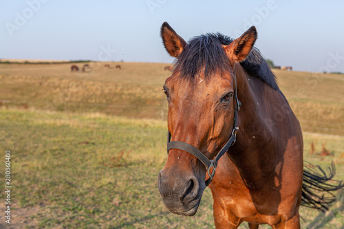 Pferd steht auf der Koppel vor Hügellandschaft © mavcon