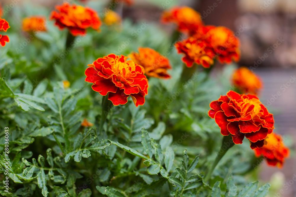 Close up of beautiful Marigold flowers in the garden Close up of beautiful Marigold flowers in the garden
