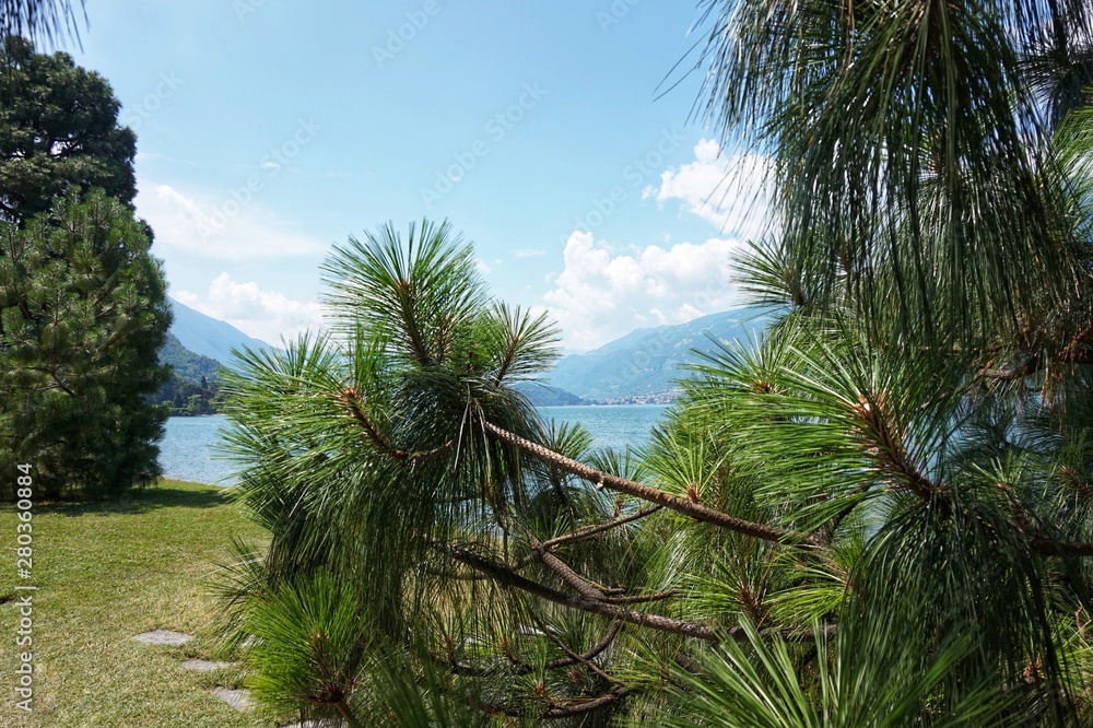 A conifer tree grows on the shores of Lake Como. Bellagio.I Giardini di Villa Melzi A conifer tree grows on the shores of Lake Como. Bellagio.I Giardini di Villa Melzi