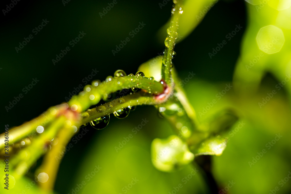 Beautiful drops on the stem of the plant after the rain Beautiful drops on the stem of the plant after the rain