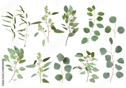 Eucalyptus silver dollar greenery, gum tree foliage natural leaves & branches designer art tropical elements set bundle photo. Image decorative beautiful elegant set - Image