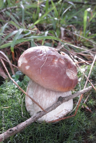 a beautiful boletus is standing of moss in the forest