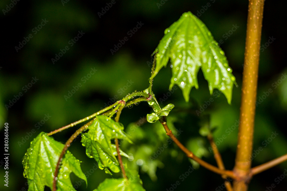 Beautiful drops on the stem of the plant after the rain Beautiful drops on the stem of the plant after the rain