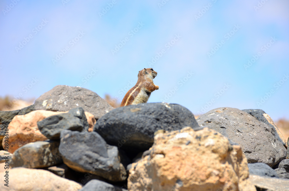 Squirrel Standing on the Rocks in Fuerteventura, Canary Islands