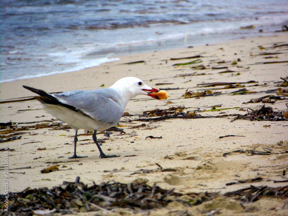Fototapeta premium Gabbiano sulla riva con pane nel becco