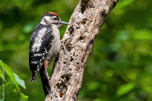woodpecker on tree © Chris