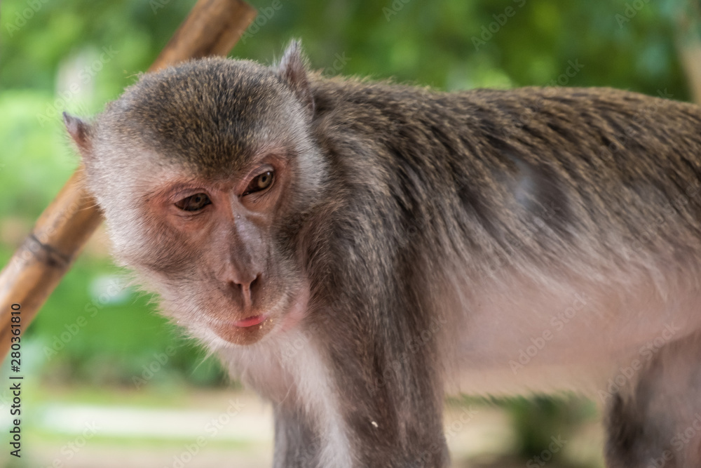 monkey. The concept of animals in the zoo. Zoo Pattaya, Thailand monkey. The concept of animals in the zoo. Zoo Pattaya, Thailand