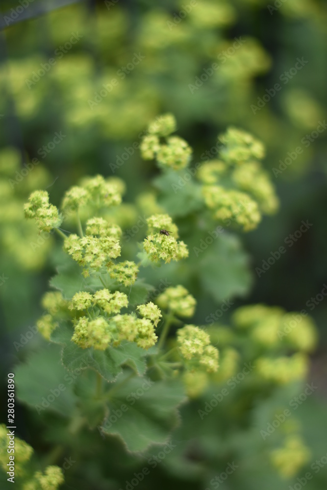 Blühender Frauenmantel