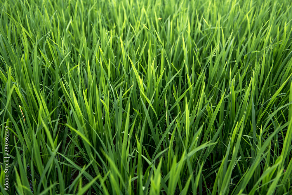 Rice on field. Green leaves.