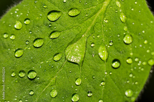 Raindrops on the green leaves of plants after the rain