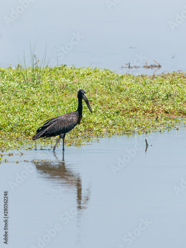 African Openbill (Anastomus lamelligerus) stork in South Africa photo