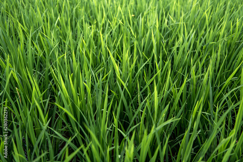 Rice on field. Green leaves.