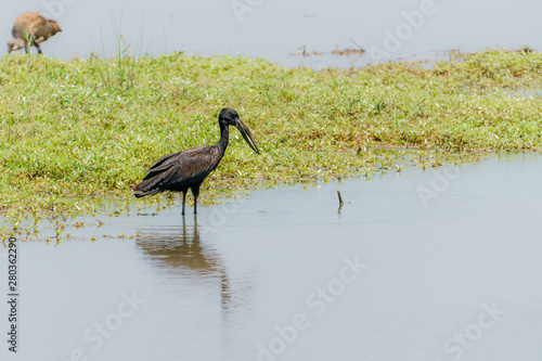 African Openbill (Anastomus lamelligerus) stork in South Africa photo